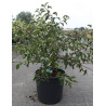 MALUS toringo TINA (Pommier d'ornement) En pot de 15-20 litres forme buisson