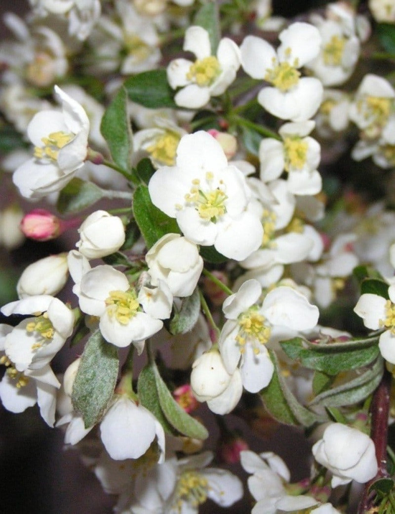 MALUS toringo TINA (Pommier d'ornement)