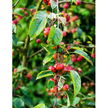 MALUS toringo TINA (Pommier d'ornement)