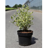 WEIGELA WHITE LIGHTNING (Weigelia) En pot de 3-4 litres forme buisson