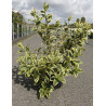 WEIGELA WHITE LIGHTNING (Weigelia) En pot de 10-12 litres forme buisson