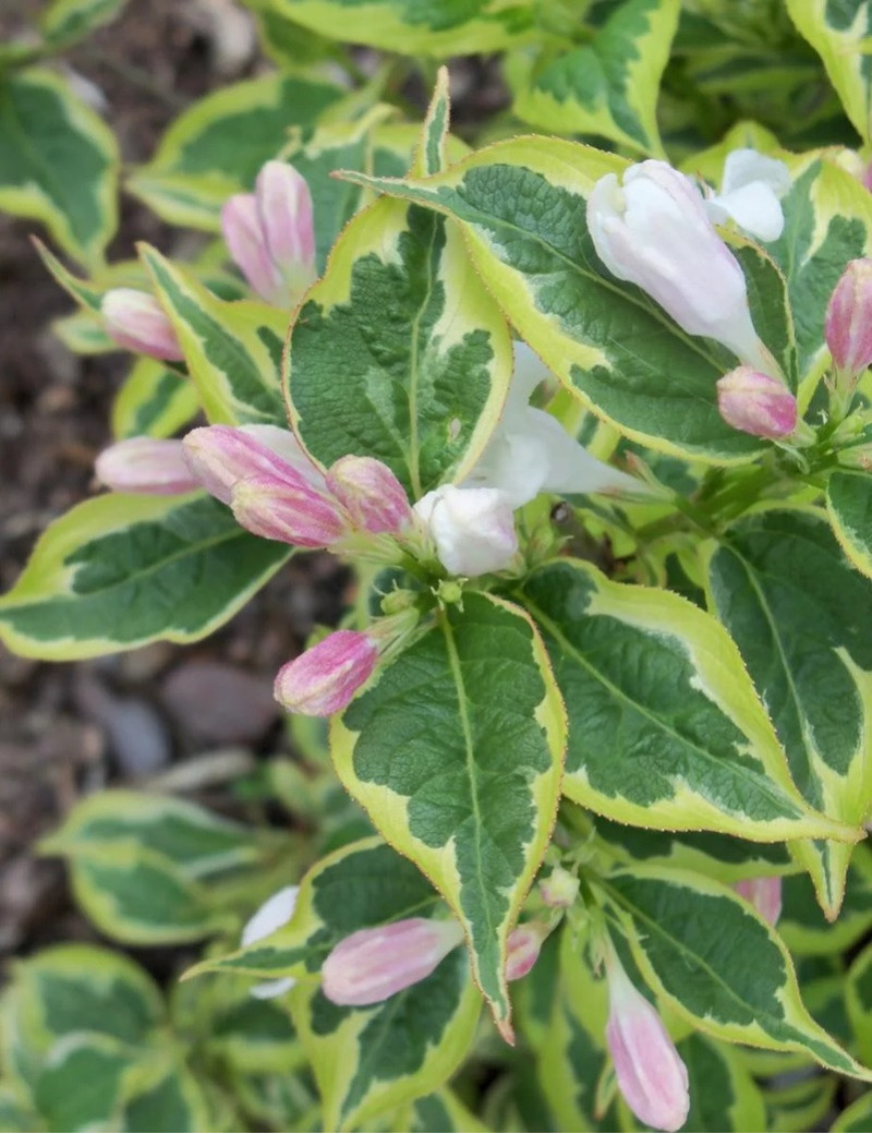 WEIGELA WHITE LIGHTNING (Weigelia)