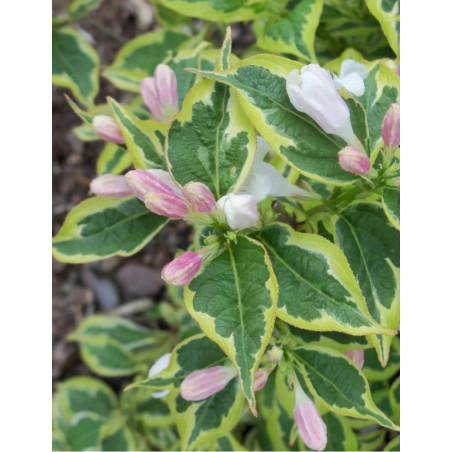 WEIGELA WHITE LIGHTNING (Weigelia)