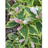 WEIGELA WHITE LIGHTNING (Weigelia)