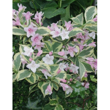 WEIGELA WHITE LIGHTNING (Weigelia)