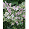 WEIGELA WHITE LIGHTNING (Weigelia)