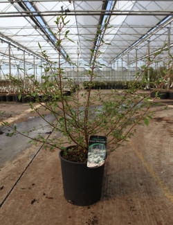 VIBURNUM plicatum MOLLY SCHROEDER En pot de 15-20 litres 