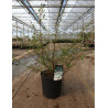 VIBURNUM plicatum MOLLY SCHROEDER (Viorne de Chine) En pot de 15-20 litres forme buisson