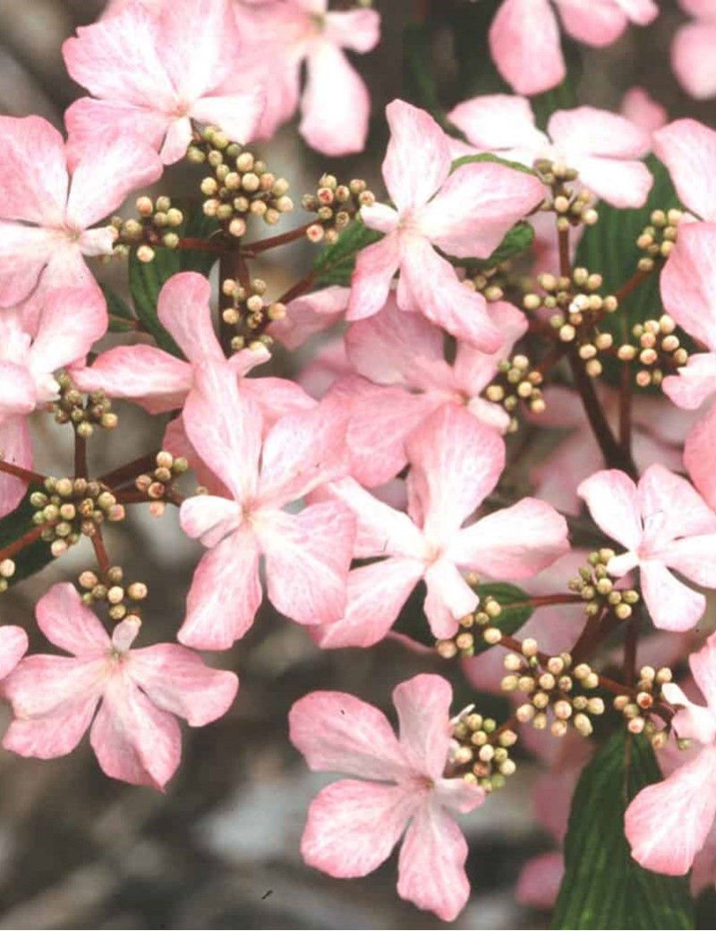 VIBURNUM plicatum MOLLY SCHROEDER (Viorne de Chine)