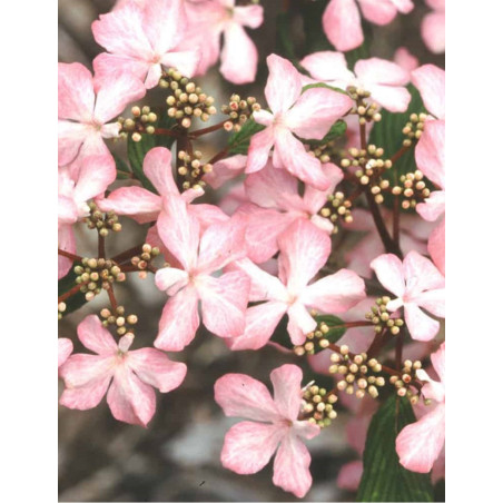 VIBURNUM plicatum MOLLY SCHROEDER (Viorne de Chine)