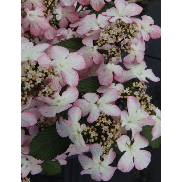 VIBURNUM plicatum MOLLY SCHROEDER (Viorne de Chine)