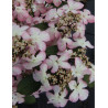 VIBURNUM plicatum MOLLY SCHROEDER (Viorne de Chine)