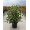 VIBURNUM nudum BRANDYWINE® (Viorne) En pot de 25-30 litres forme buisson