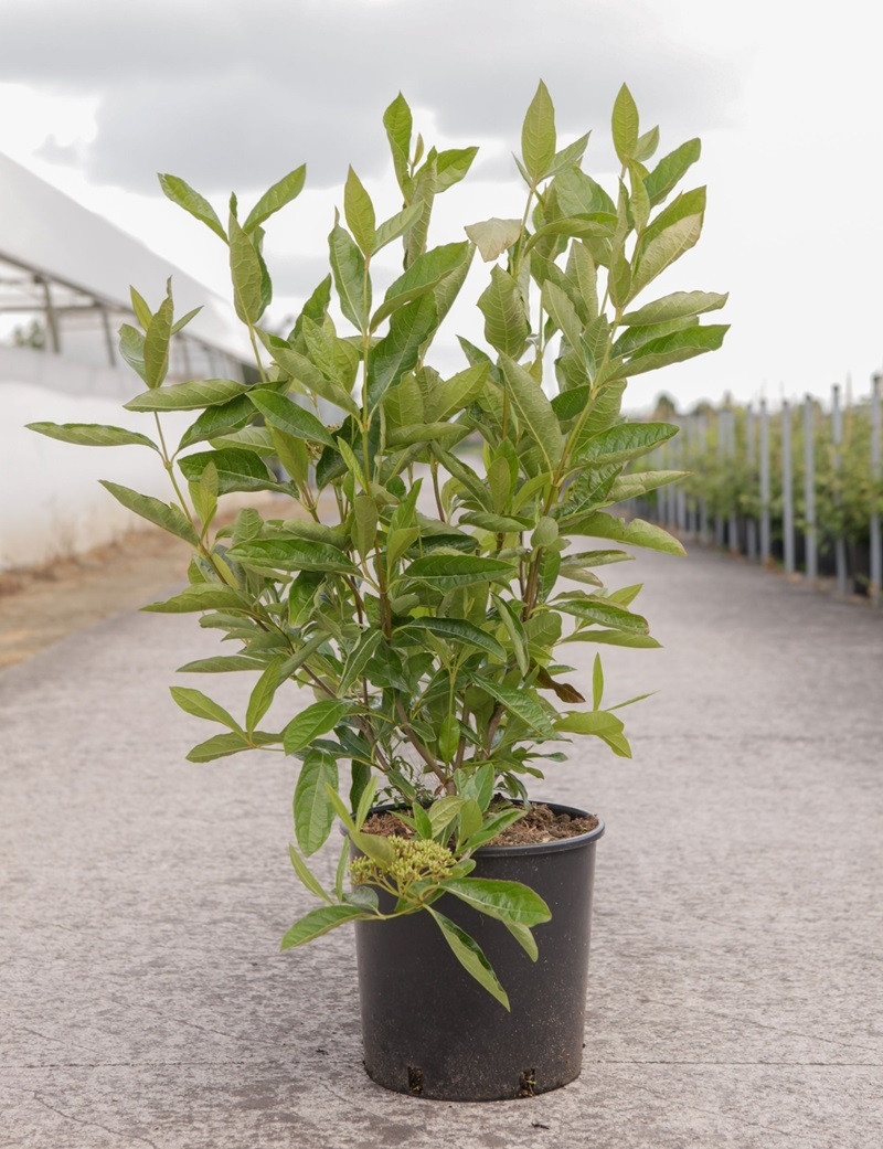 Nudum VIBURNUM nudum BRANDYWINE® (Viorne)