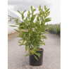 VIBURNUM nudum BRANDYWINE® (Viorne) En pot de 12-15 litres forme buisson