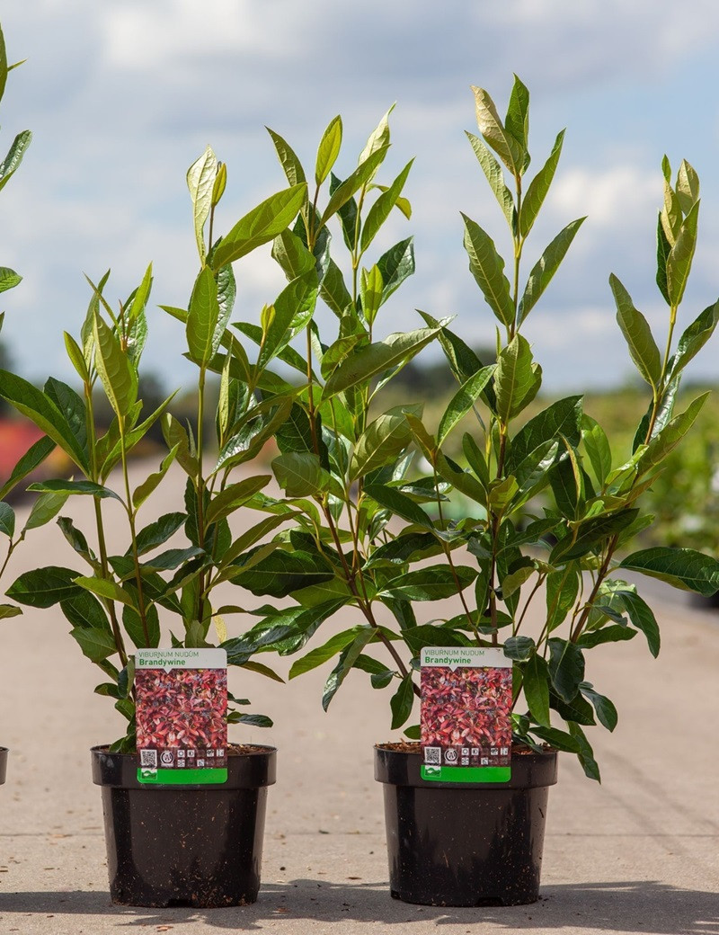 Nudum VIBURNUM nudum BRANDYWINE® (Viorne)