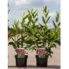 VIBURNUM nudum BRANDYWINE® (Viorne) En pot de 3-4 litres forme buisson