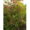 VIBURNUM nudum BRANDYWINE® (Viorne)