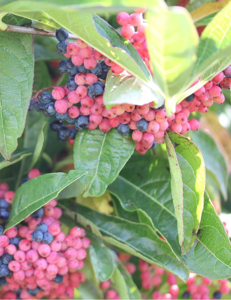 VIBURNUM nudum BRANDYWINE® (Viorne)