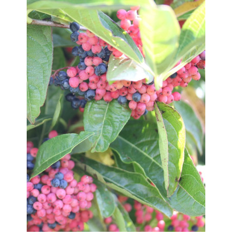 VIBURNUM nudum BRANDYWINE® (Viorne)