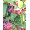 VIBURNUM nudum BRANDYWINE® (Viorne)