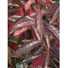 VIBURNUM nudum BRANDYWINE® (Viorne)