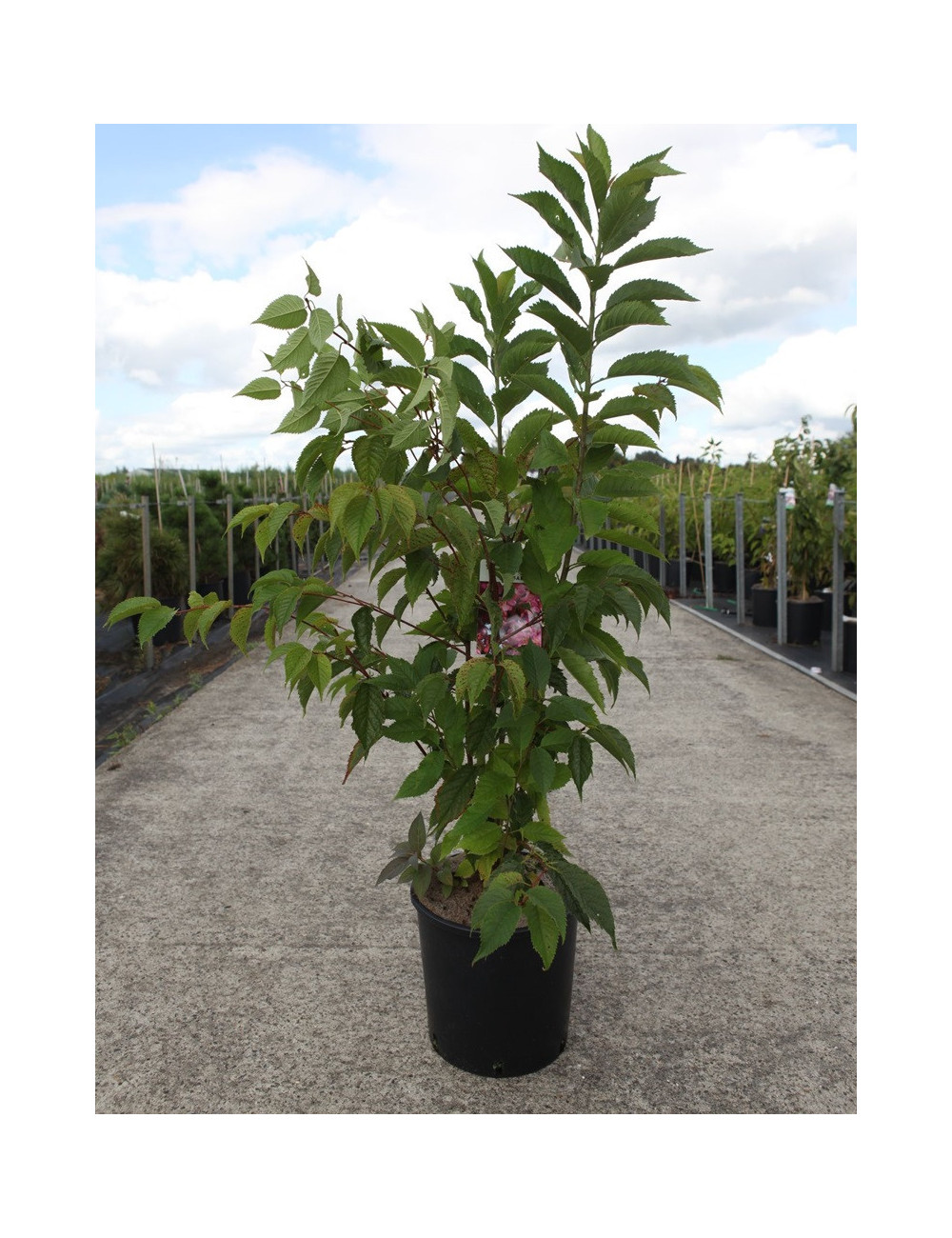 PRUNUS KURSAR  En pot de 12-15 litres