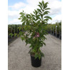 PRUNUS KURSAR  (Cerisier à fleurs Kursar) En pot de 12-15 litres forme buisson