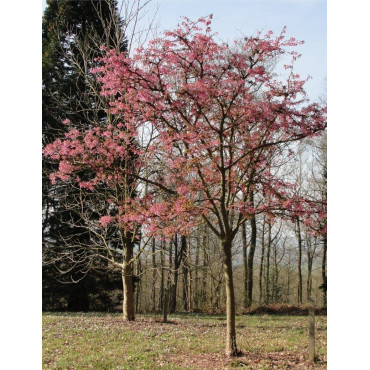 PRUNUS KURSAR  (Cerisier à fleurs Kursar)