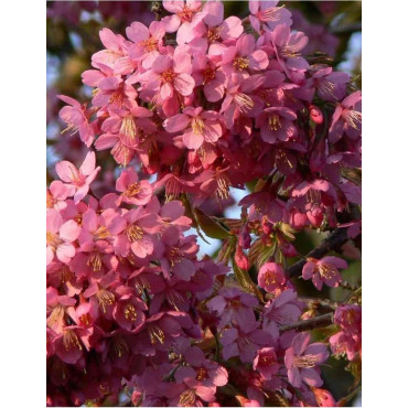 PRUNUS KURSAR  (Cerisier à fleurs Kursar)