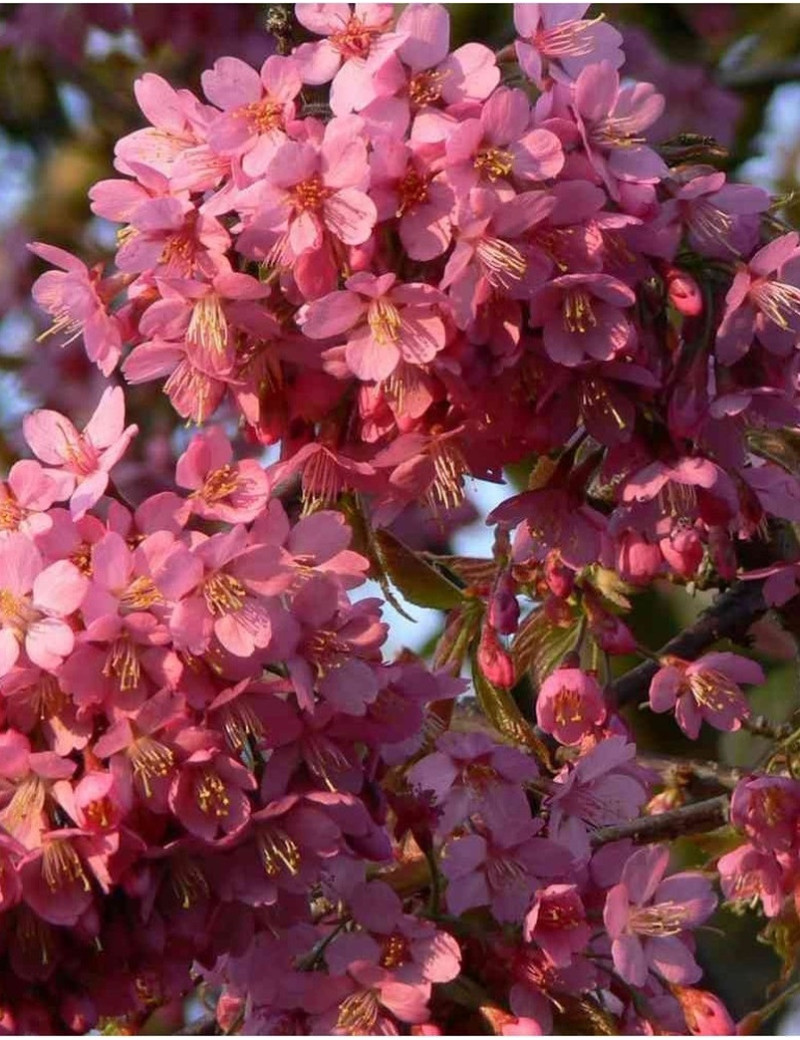 PRUNUS KURSAR  (Cerisier à fleurs Kursar)