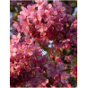 PRUNUS KURSAR 
