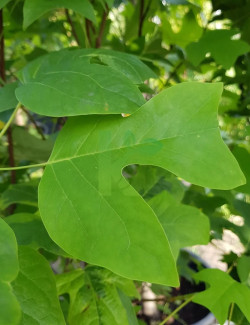 LIRIODENDRON tulipifera EDWARD GURSZTYN