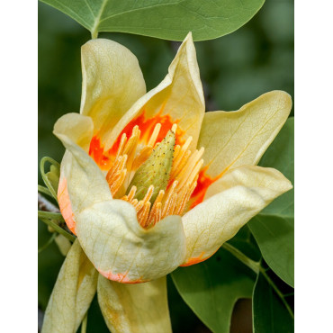 LIRIODENDRON tulipifera EDWARD GURSZTYN (Tulipier de Virginie)