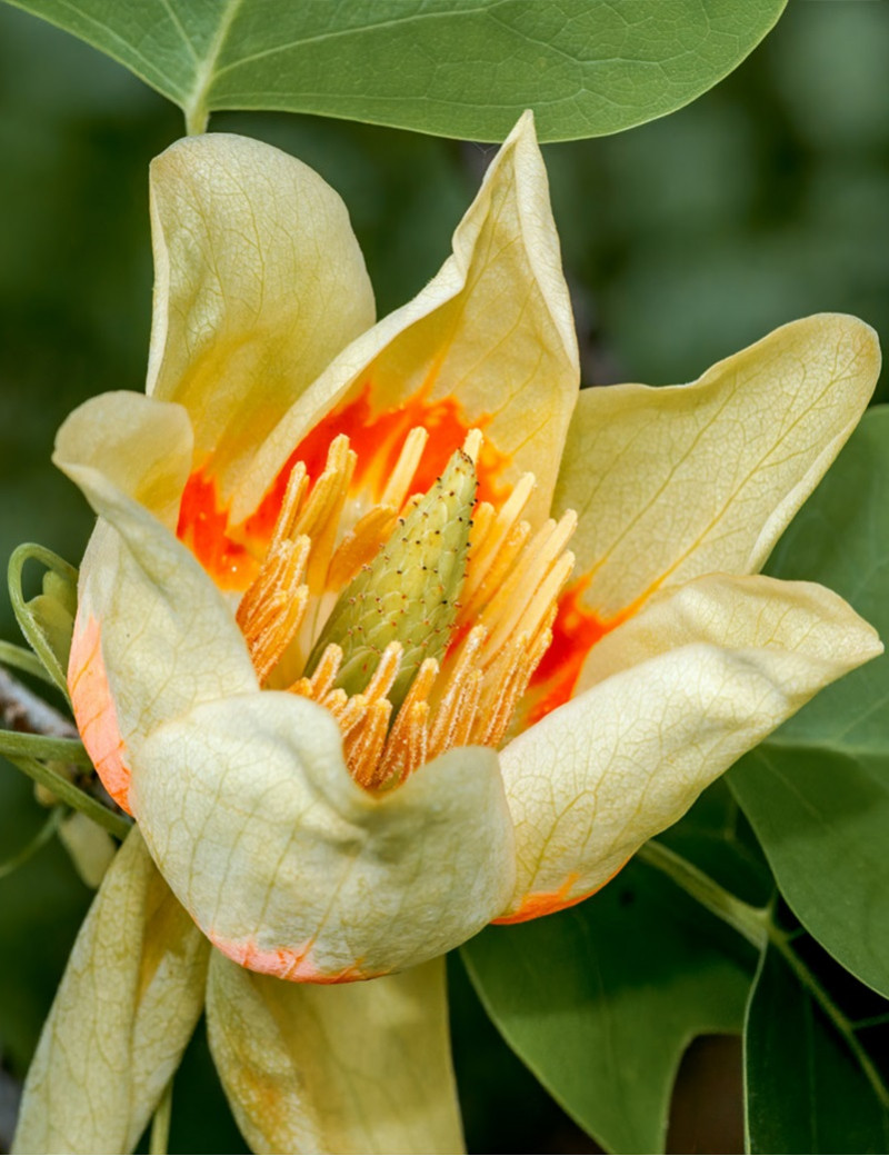 LIRIODENDRON tulipifera EDWARD GURSZTYN (Tulipier de Virginie)