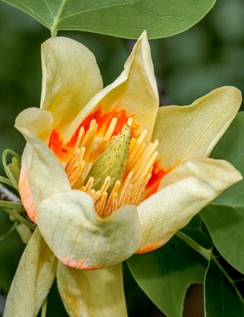 LIRIODENDRON tulipifera EDWARD GURSZTYN