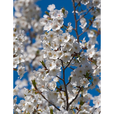 PRUNUS UMINEKO (Cerisier de Sibérie à fleurs)