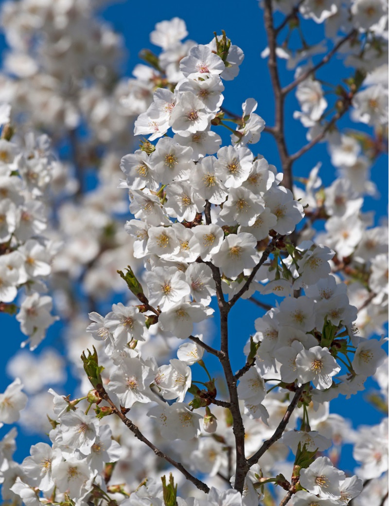 PRUNUS UMINEKO (Cerisier de Sibérie à fleurs)