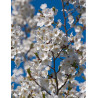 PRUNUS UMINEKO (Cerisier de Sibérie à fleurs)