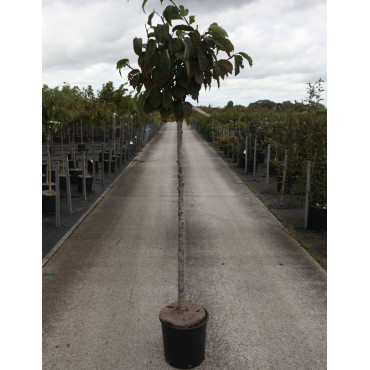 PRUNUS sargentii (Cerisier à fleurs de Sargent) En pot de 15-20 litres forme tige hauteur du tronc 110-130 cm
