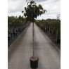 PRUNUS sargentii (Cerisier à fleurs de Sargent) En pot de 15-20 litres forme tige hauteur du tronc 110-130 cm