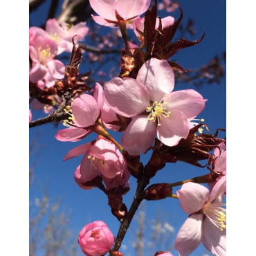 PRUNUS sargentii (Cerisier à fleurs de Sargent)