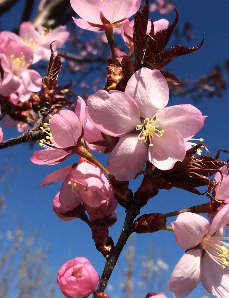 PRUNUS sargentii (Cerisier à fleurs de Sargent)