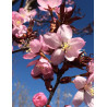 PRUNUS sargentii (Cerisier à fleurs de Sargent)