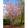 PRUNUS sargentii (Cerisier à fleurs de Sargent)