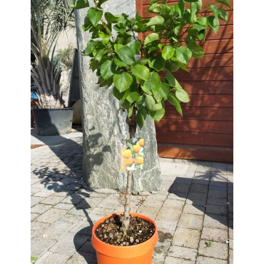 ABRICOTIER NAIN (Prunus armeniaca) En pot de 10-12 litres extra