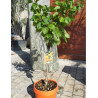 ABRICOTIER NAIN (Prunus armeniaca) En pot de 10-12 litres extra