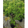 ABRICOTIER NAIN (Prunus armeniaca) En pot de 10-12 litres extra
