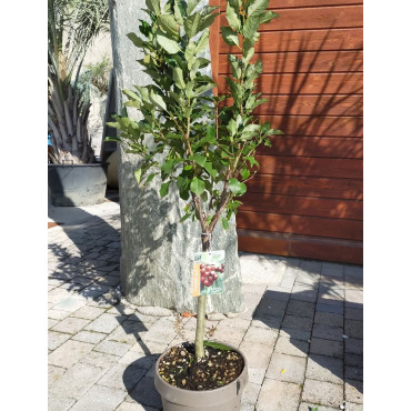 CERISIER NAIN (Prunus avium) En pot de 10-12 litres extra