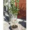 CERISIER NAIN (Prunus avium) En pot de 10-12 litres extra